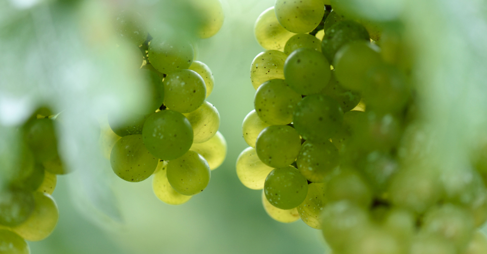 オクルスカイ 農業のこと