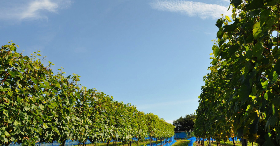 オクルスカイ お問い合わせ