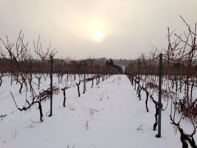 20140206vineyard.jpg