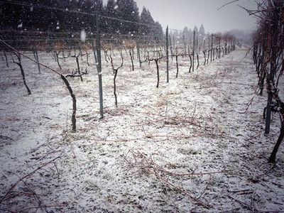 20140313vineyard１.jpg