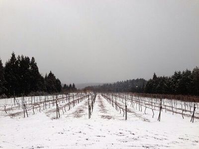 20140101vineyard.jpg