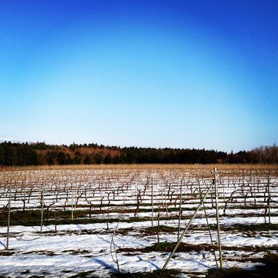 20150115vineyard１.jpg